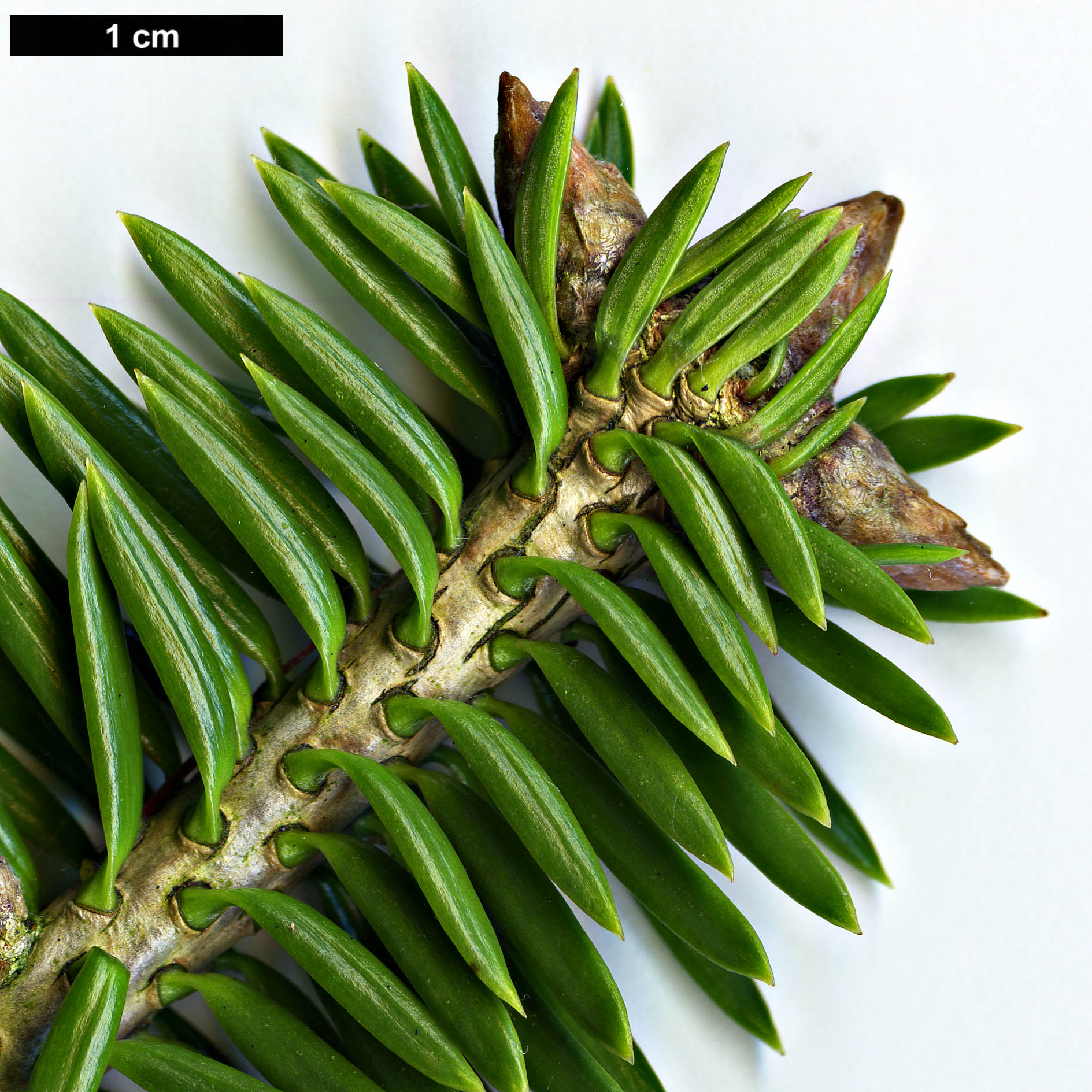 High resolution image: Family: Pinaceae - Genus: Abies - Taxon: chensiensis - SpeciesSub: subsp. yulongxueshanensis